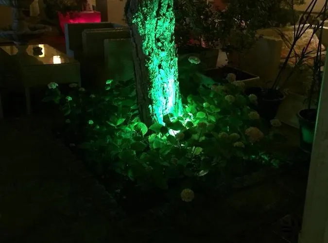 студия давидов 